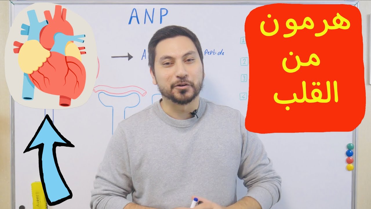 هرمون ينفرز من القلب ماهو ؟ وما وظائفه ؟ Atrial Hormone