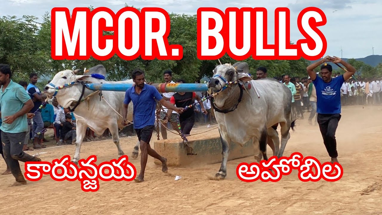 కొండయ్య స్వామిసీనియర్ విభాగం💥4వ జత MCOR BULLS