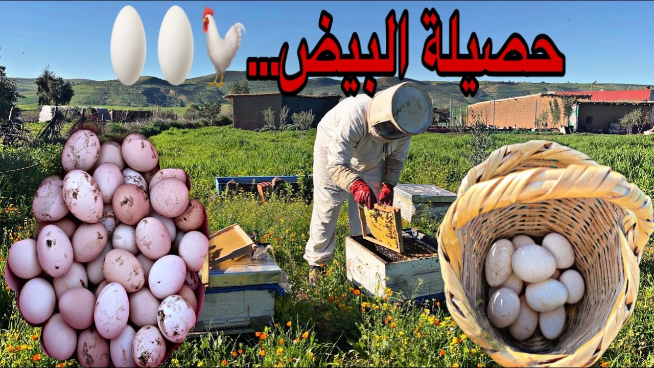 ماشاءالله حصيلة البيض عند الدجاج في إرتفاع ،بيض جديد؟ شنو درت مع النحل أجواء رائعة