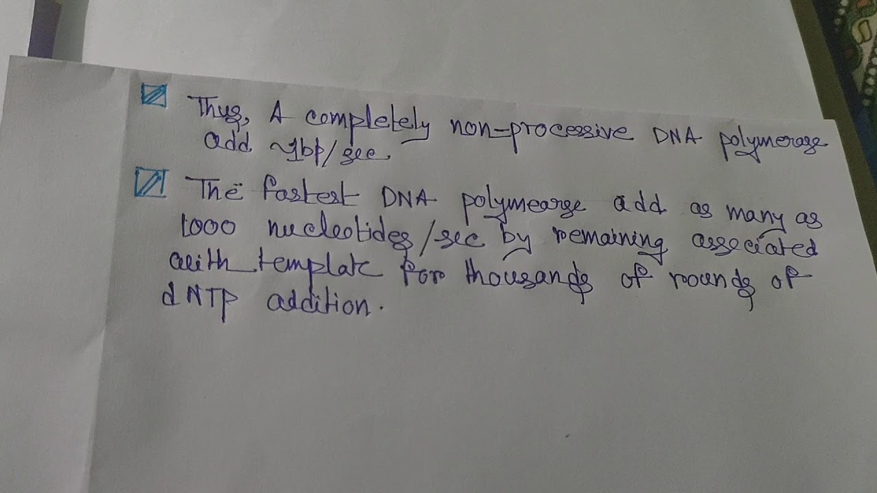 The processivity of DNA polymerase .