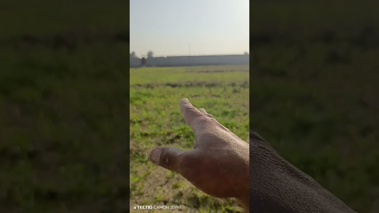 معالجة الارض المالحة بين فترة واخرى بمزروعات تمتص الاملاح وتثبت الناتروجين بالتربة لضمان ديمومتها