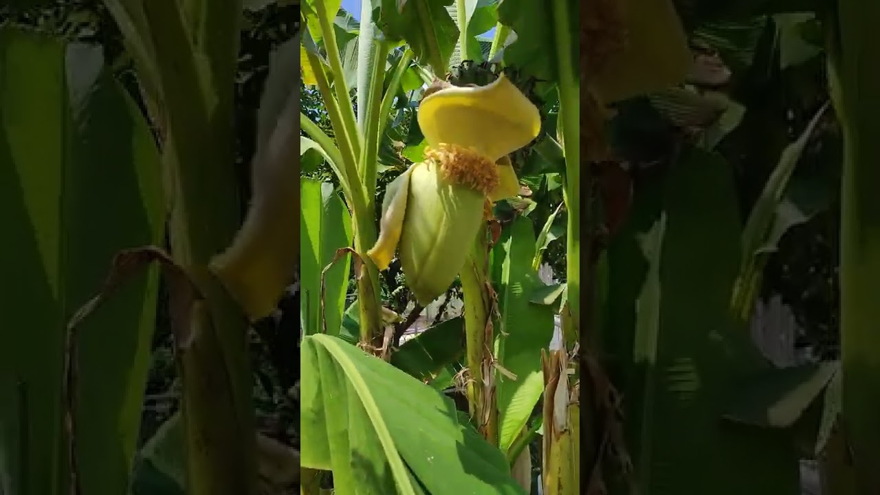 Banana u Resniku