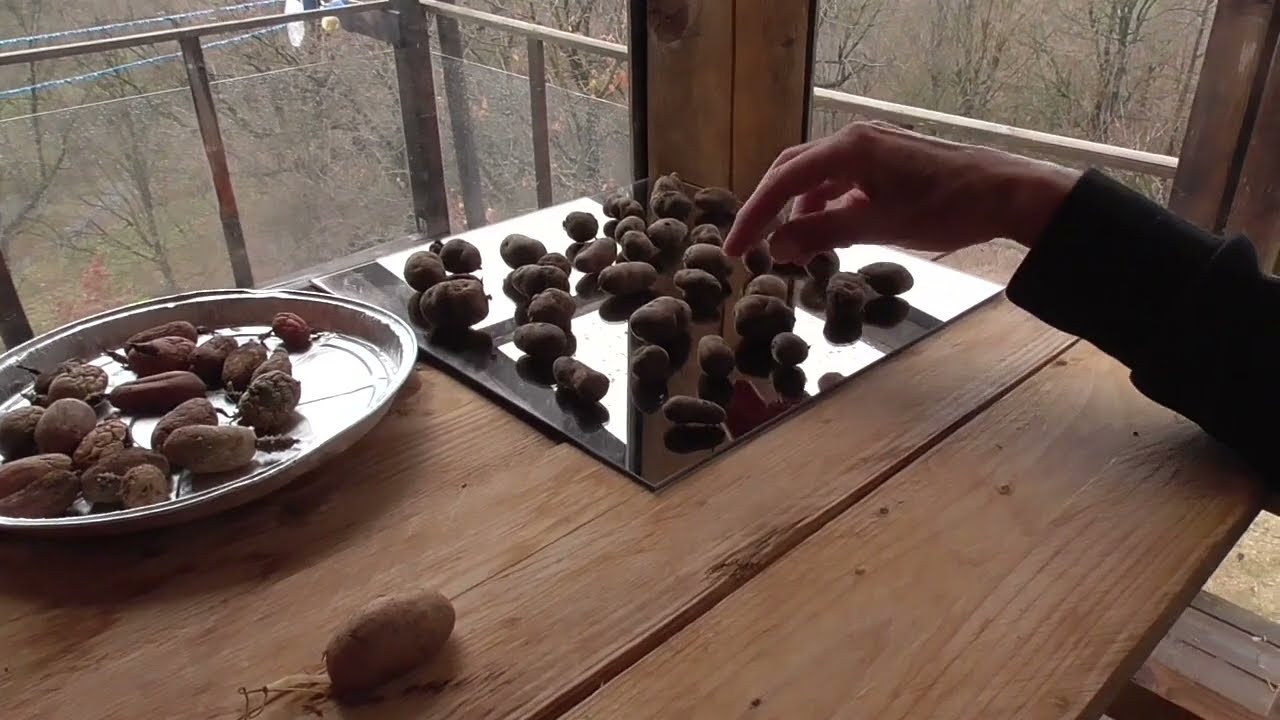 Patate da semina fai da te