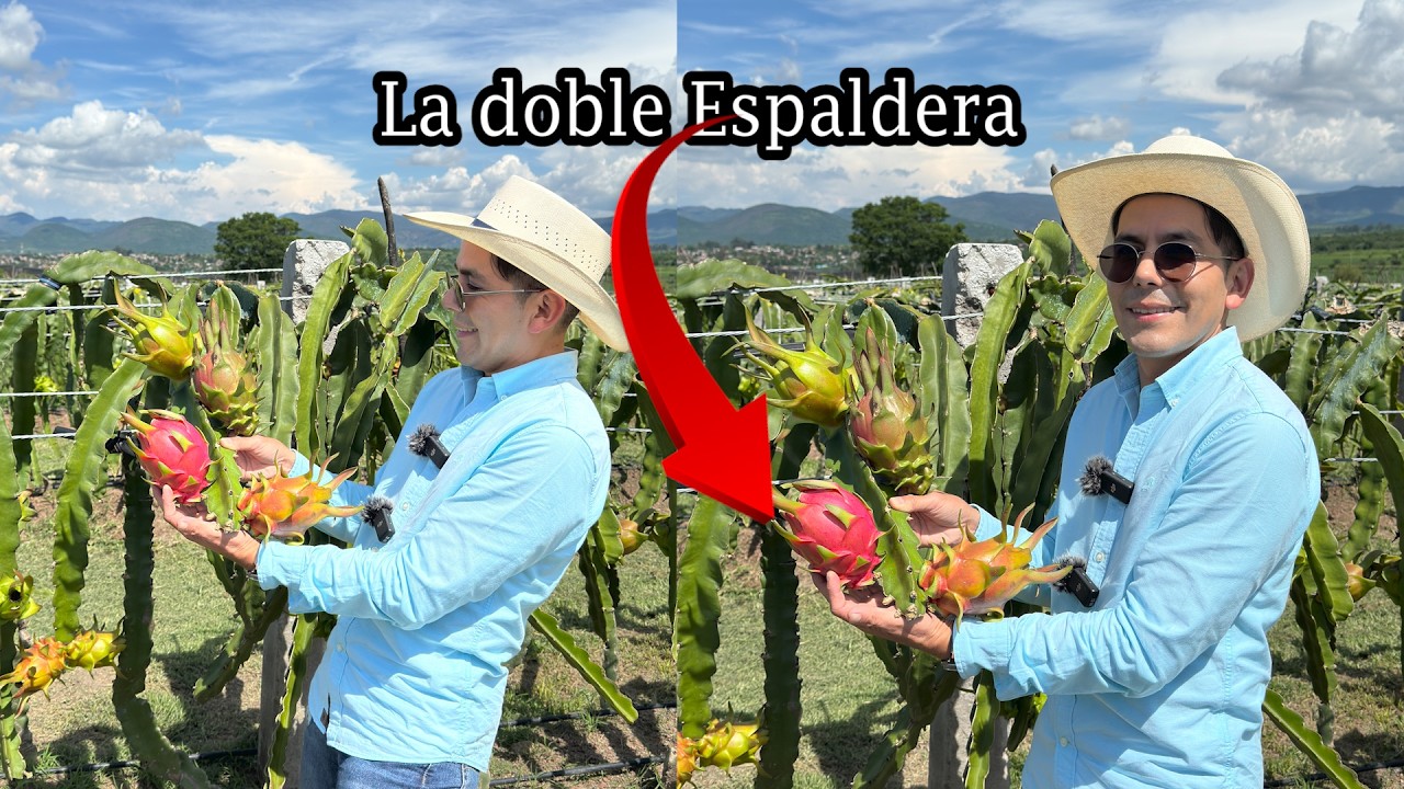 Ganando mucho $$ con PITAHAYAS sistema doble espaldera 10 mil 800 plantas por hectárea