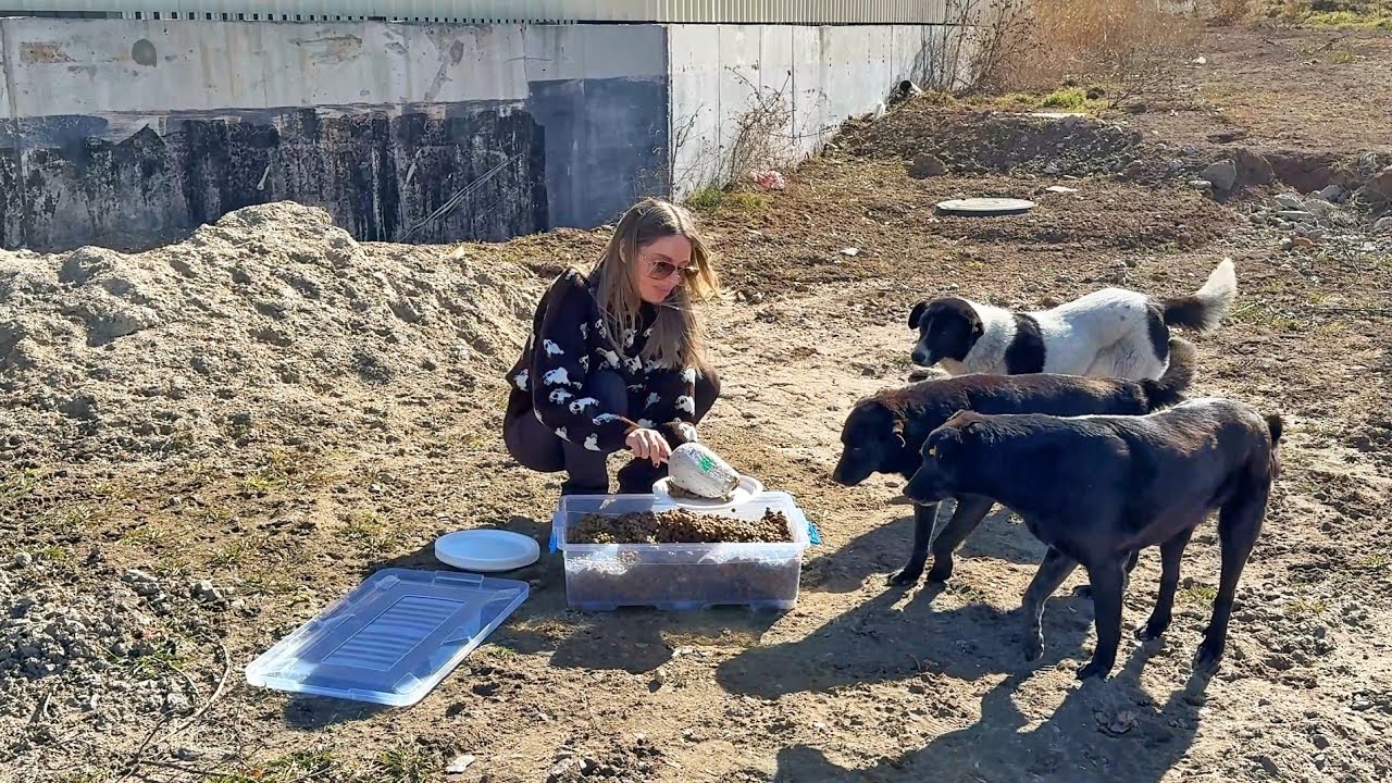 A Hungry Pack of Stray Dogs Was Waiting for Someone to Care