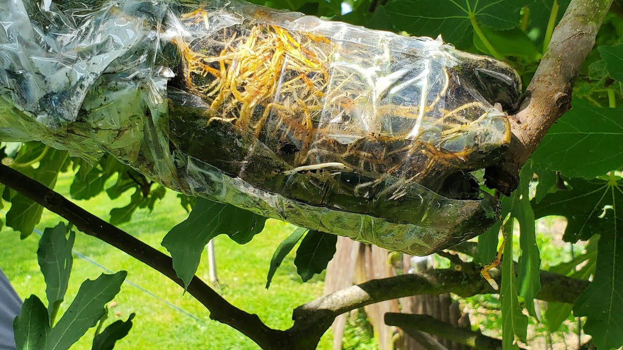 Feige abmoosen,  das Ergebnis  - havai k&ouml;klendirme sonucu