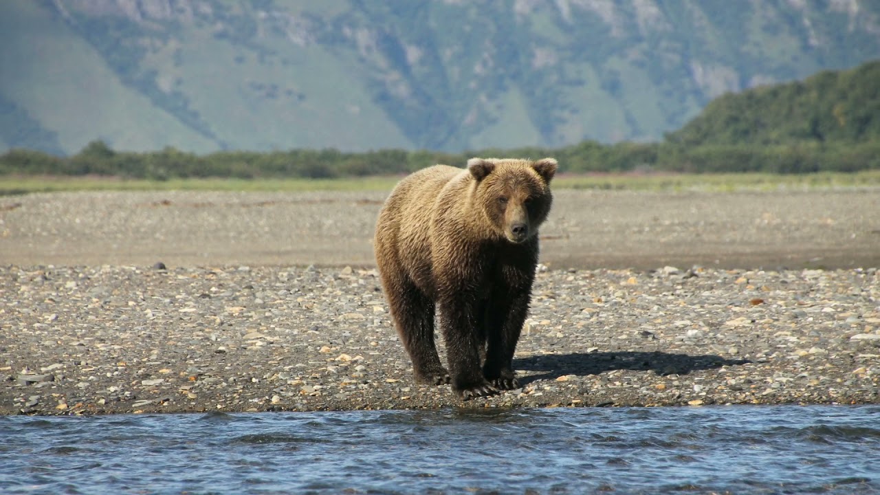 Katmai Flight and bear viewing with fishing for salmon