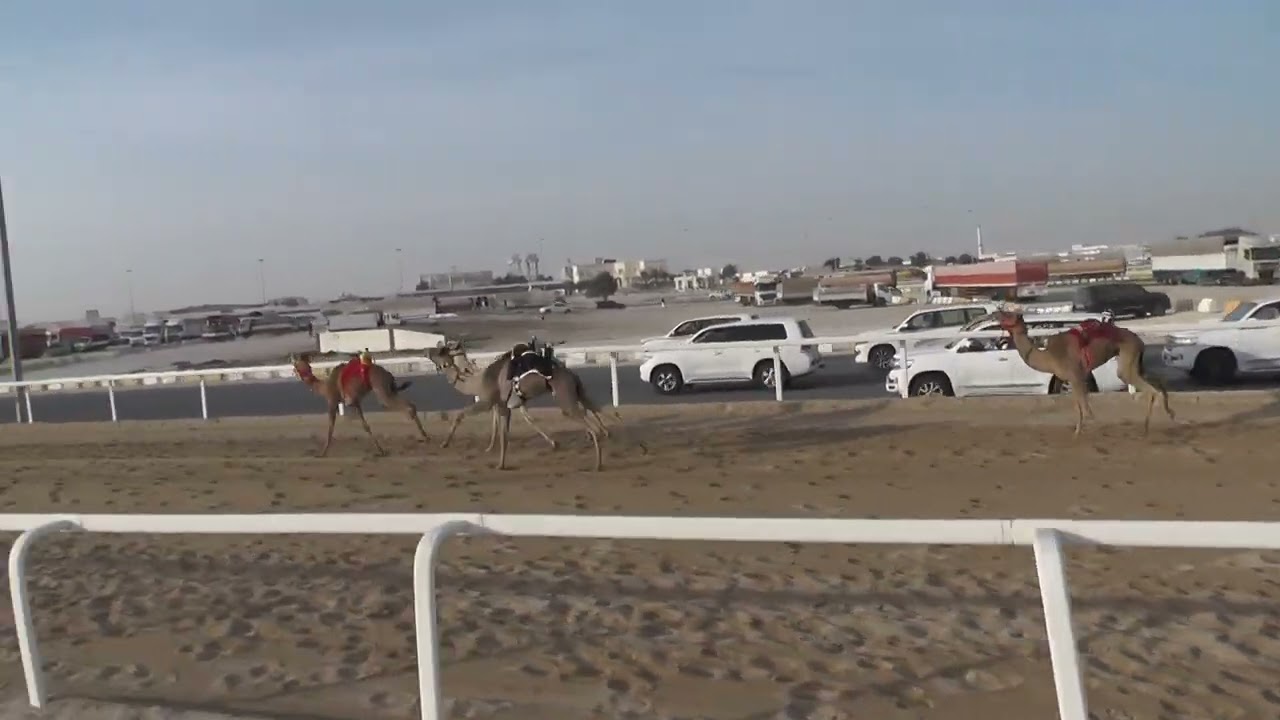 ش7 قعدان صعوب 1200 متر / شاهين / محمد بن حمد المري / 1:54:08