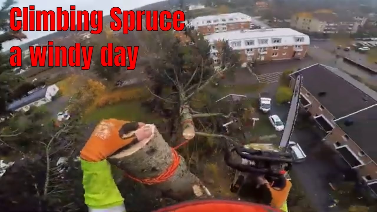 Windy day climbing a tall spruce