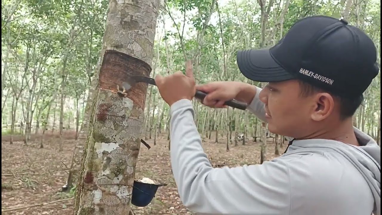 Menyadap Karet || Karet Kusen Memang Unggulan 🇮🇩