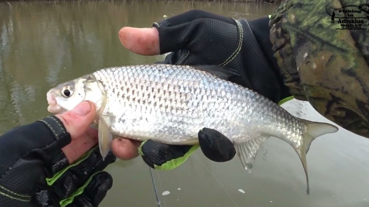 🐟 КАК ПОЙМАТЬ ВОБЛУ? СОВЕТЫ РЫБАКУ.