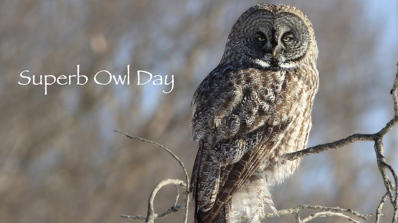 Superb Owl Day