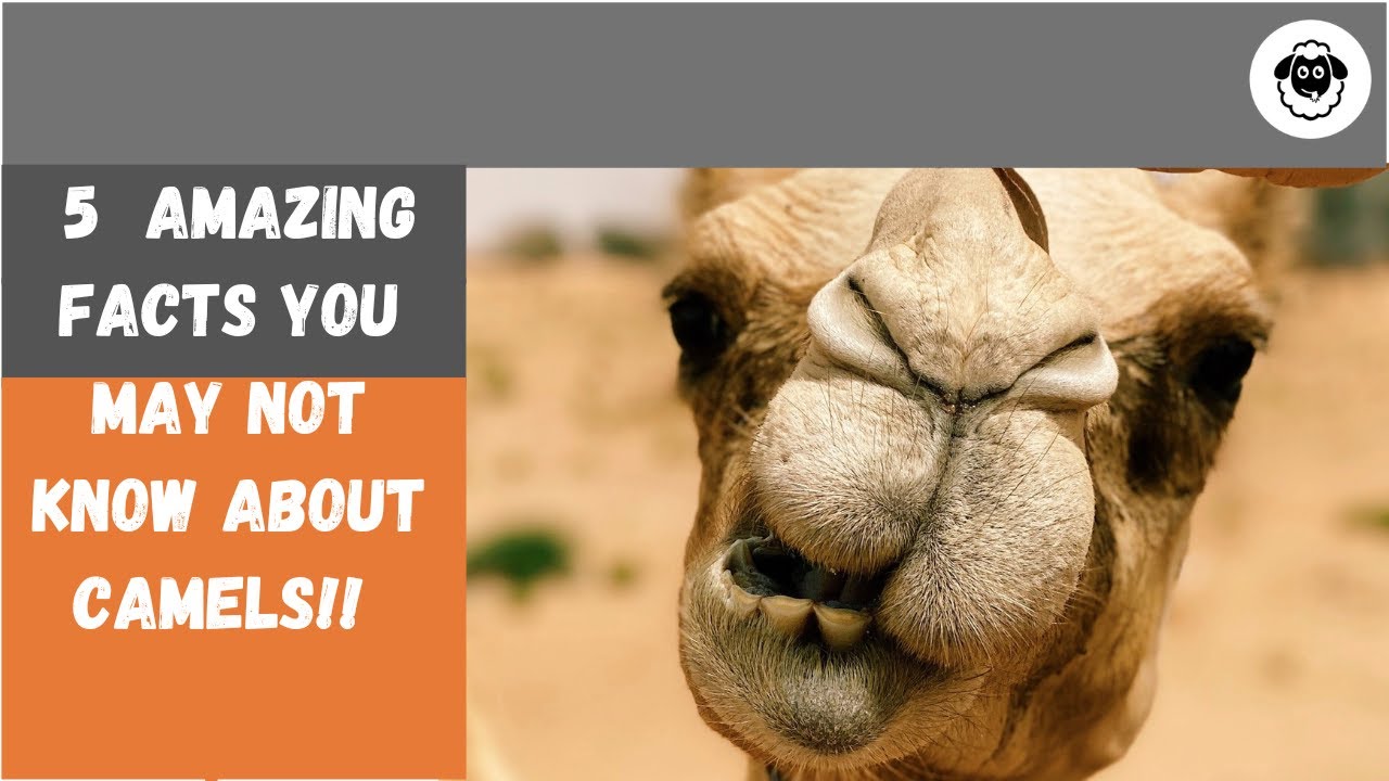 5 Fascinating facts About Camels You didn't Know 🐪