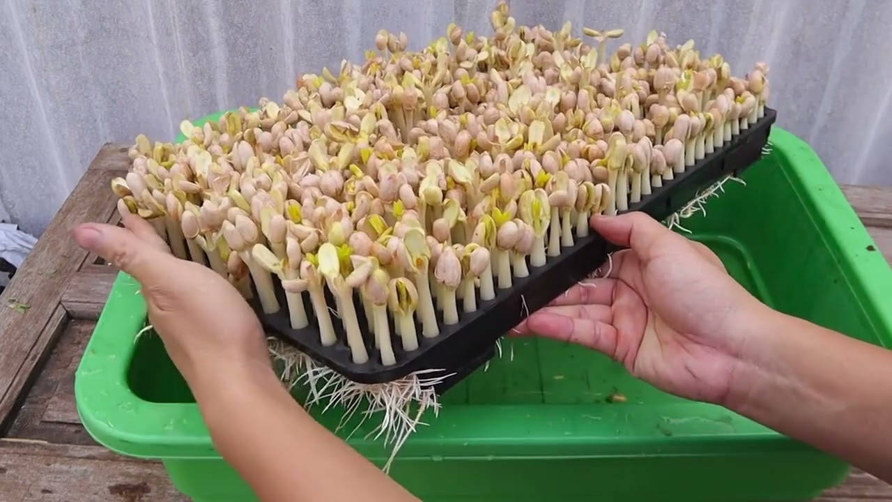 不用曬太陽！不用澆水！零失敗水培花生芽 #種植小技巧 #園藝小妙招 #水培花生芽 #在家種菜