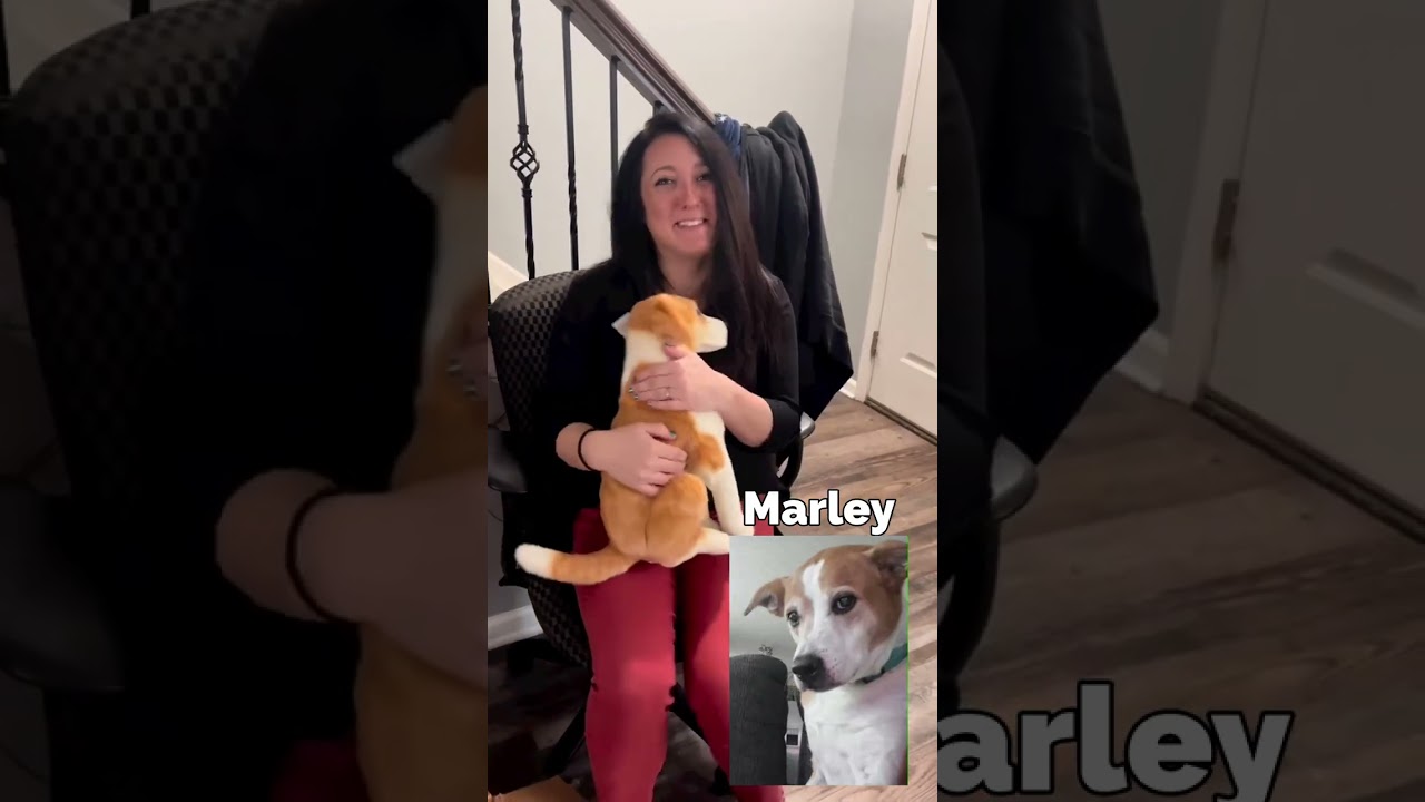 Petsies&copy; Custom Plushie Unboxings