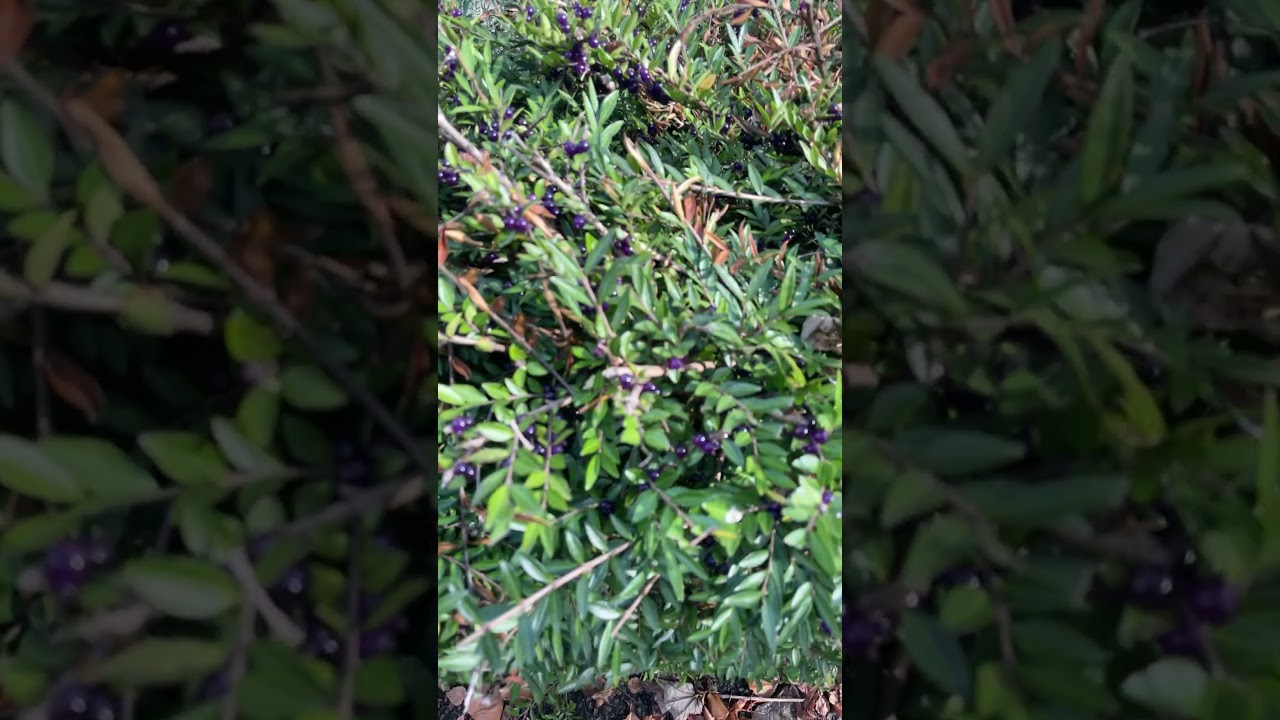 Little purple berries near roadside Dublin