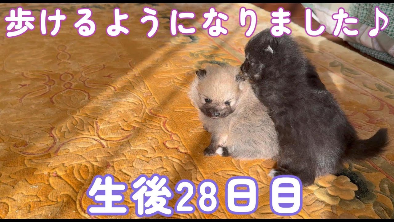 【ポメラニアン】ふうかちゃんの赤ちゃんの生後28日目【出産子育て】