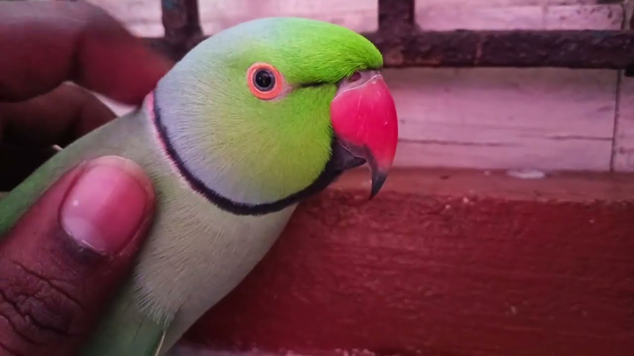 Indian Ringnack Parrot Talking Mummy Mummy || Me Tota Me Tota 🐑(⁠◍⁠•⁠ᴗ⁠•⁠◍⁠)🦾