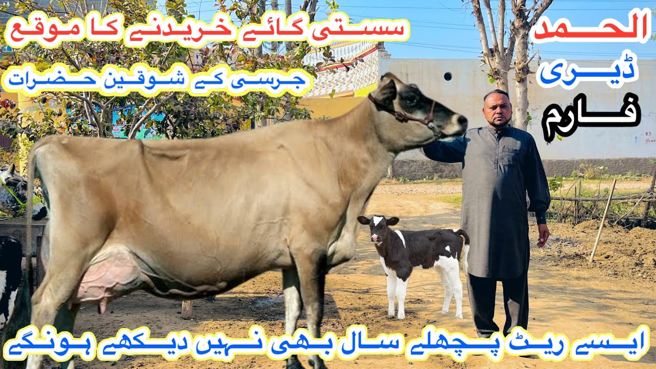 Top Class Jersey Cows | Al Hamd Dairy Farm | American Fresian Cows For Sale Today | 26 January 2026