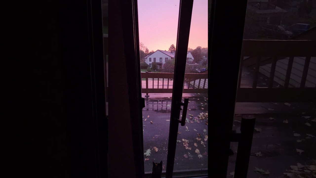 Rainy sunrise ASMR. I think it loops nicely. #rain #asmr #sunrise #loop #cat #autumn #fall #birdsong