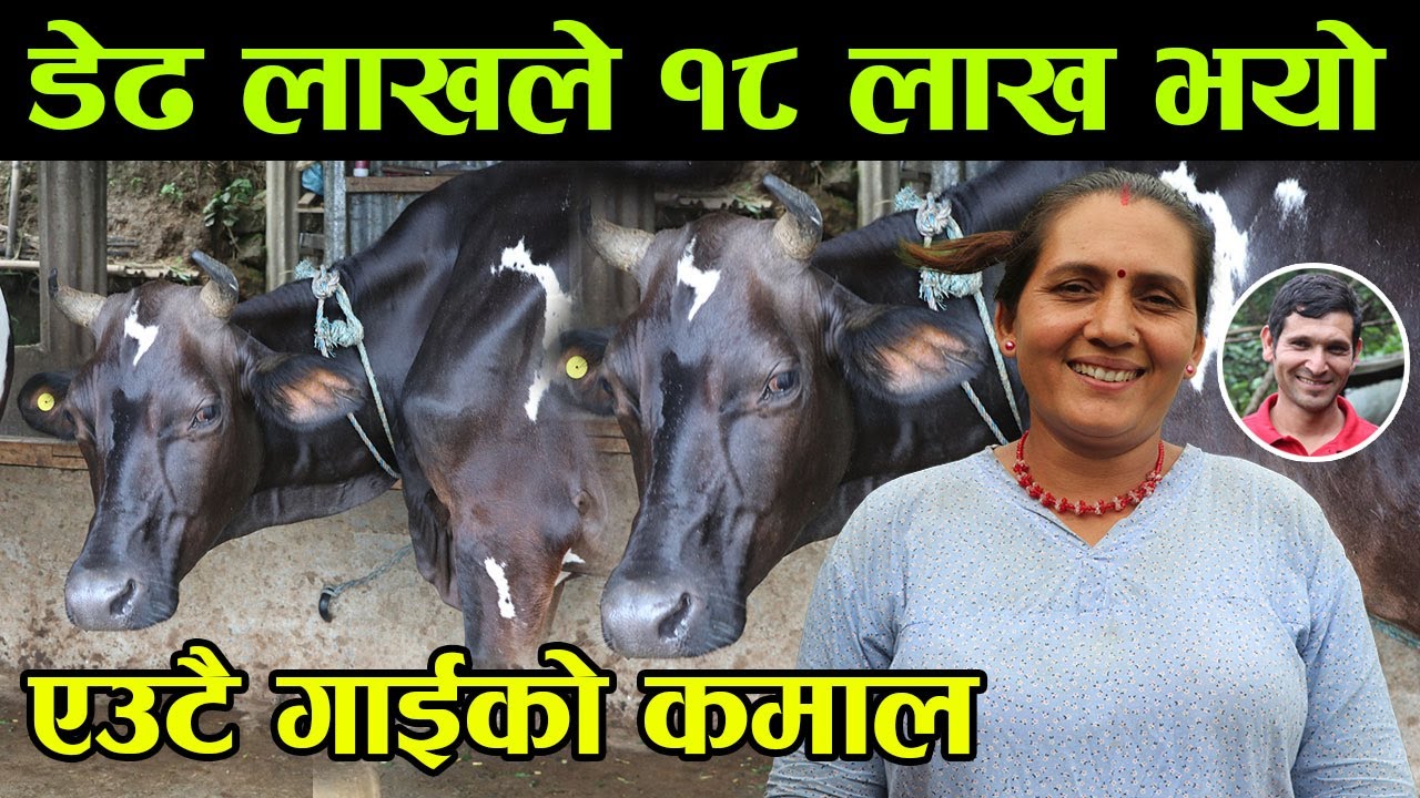 डेढ लाख गलानि गर्दा महिनाको ८० हजार आम्दानी ! कसरी ? डेढ लाखले १८ लाख कमायो ||kiranpaudel