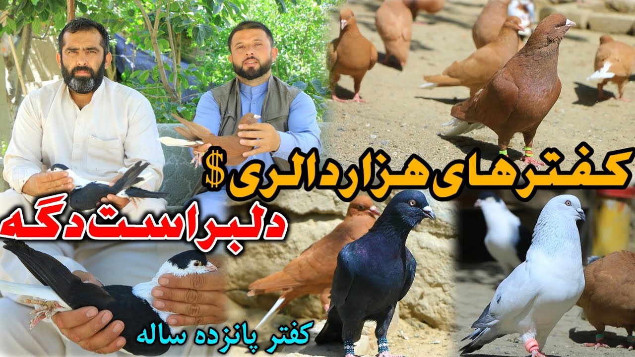 زحمت بیست پنج سال - کفتر را با  هزار $ دالر نمیفروشم | کفتر پانزده ساله سهراب Most Expensive pigeon