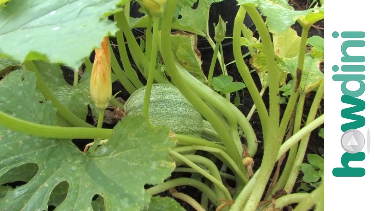 How to harvest squash