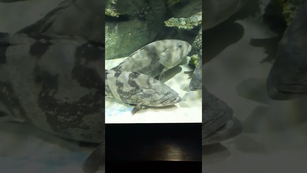 Very large fish in the tunnel aquarium😱