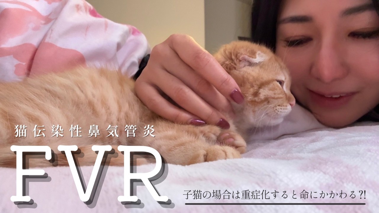 【初めての病院】子猫が咳⁈心配なので動物病院へ行ってきました