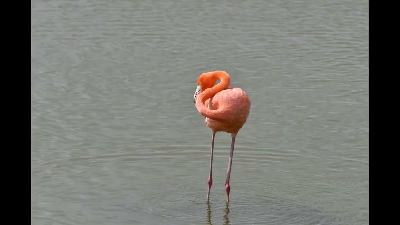 Shorebirds in Texas 2025