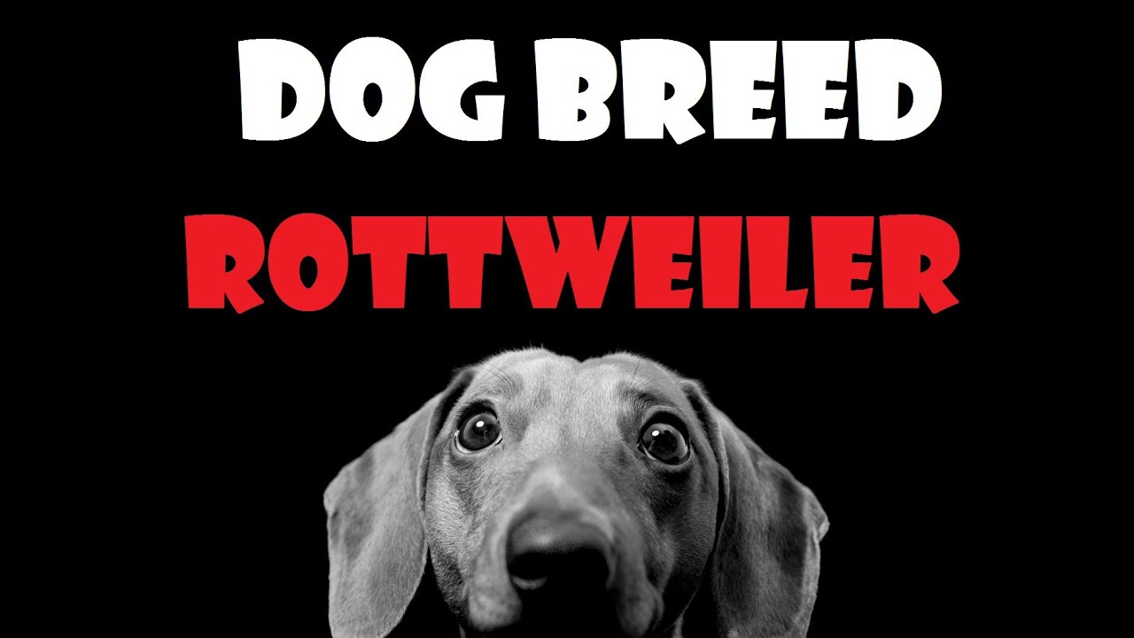 DOG BREED - Rottweiler [ENG]