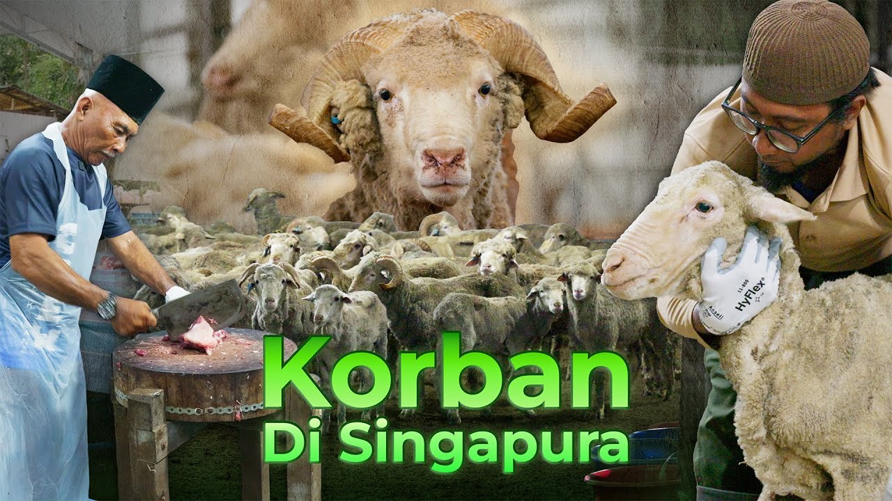 Cabaran Orang Islam Singapura Tunai Ibadah Korban | Aliyah Rizq Farm