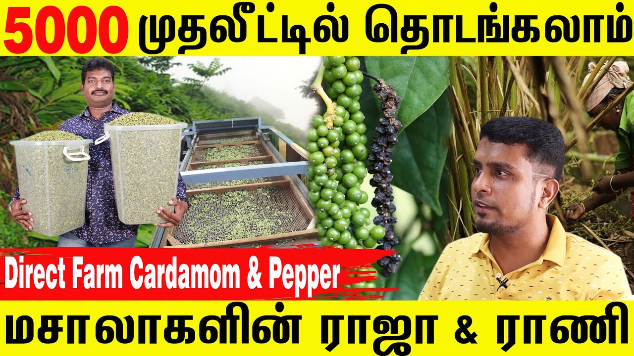Cardamom & Pepper Direct Farm | Wholesale Business | No Security Deposit | Business Idea in Tamil