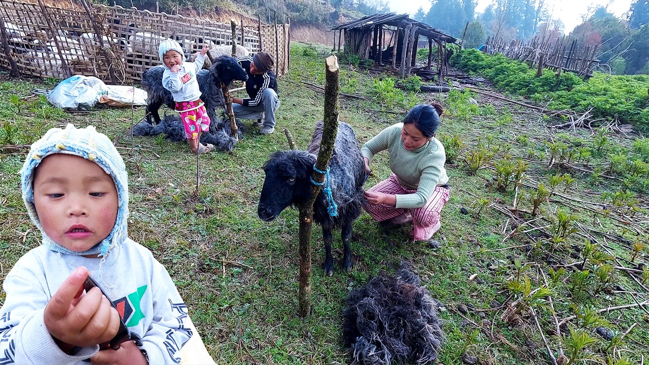 shepherd life of Nepal || Himalayan life of Nepal ||@pastorallifeofnepal