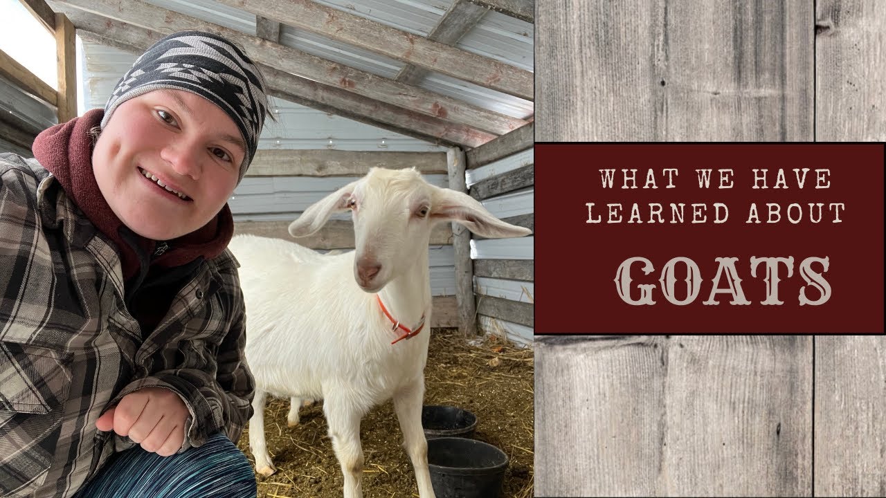 What we have LEARNED FROM GOATS | BUILDING a barn DOOR