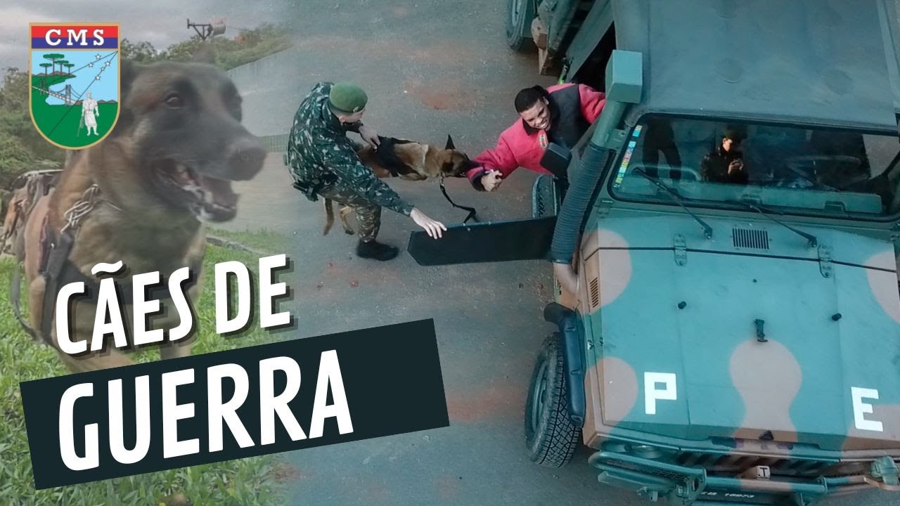 Cães de Guerra do 3º Batalhão de Polícia do Exército