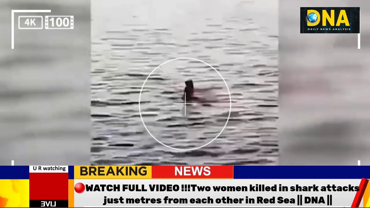Egypt Shark Attack 2022 | Video Of Austrian Tourist Woman in Red Sea Resort Near Sharm el Sheikh