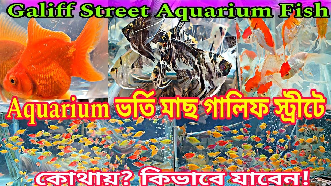 গালিফ স্ট্রীটে রঙিন মাছের দাম | Galiff Street Fish Pet Market | Gallif Street Pet Market