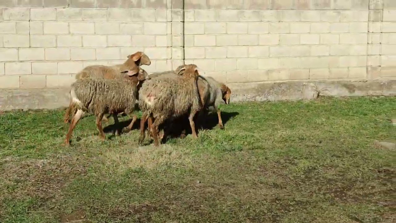 Мына Арашан ургаачылар +996 507 210 291