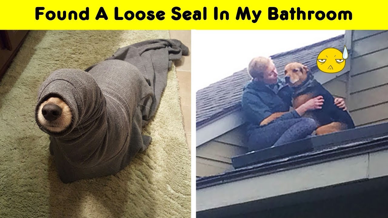 Idiot Dogs That Will Crack You Up