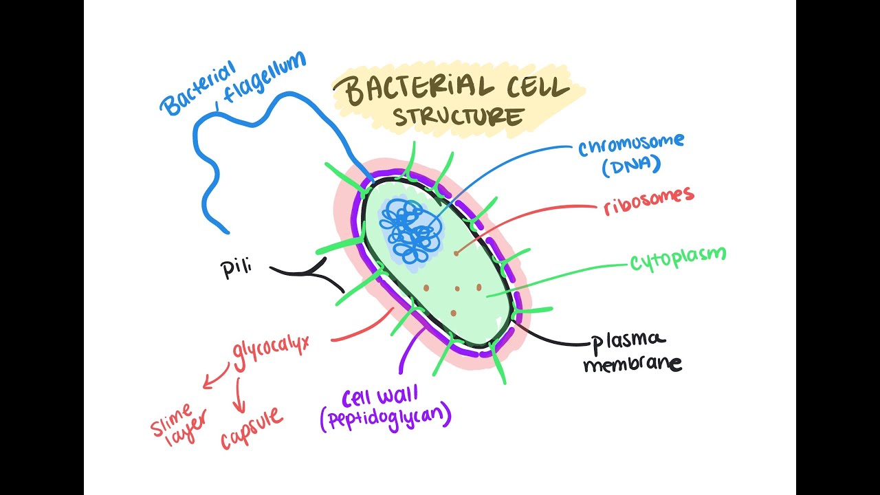 Bacterial Cell Structure: Envelope, Gram Stain, and External Structures