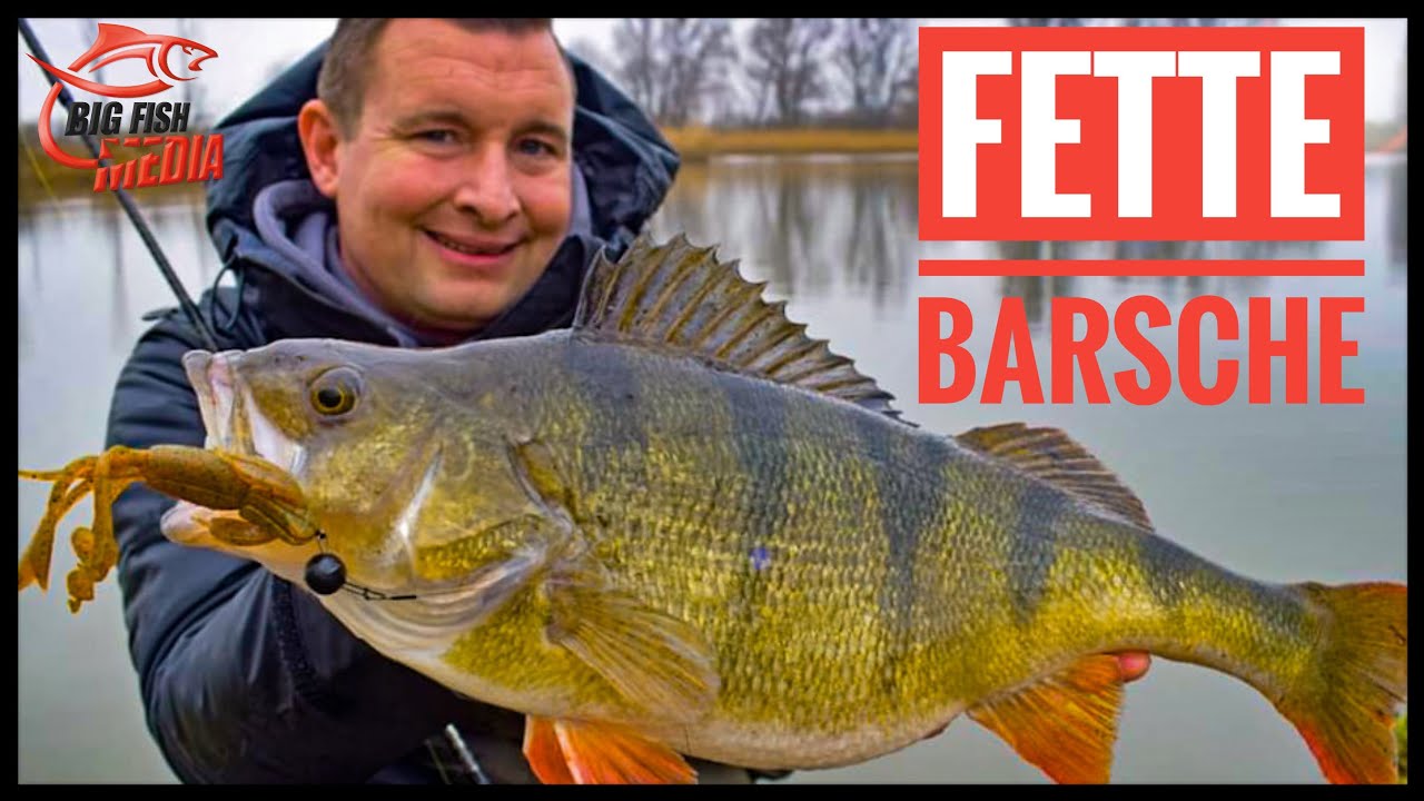 Angeln auf dicke Barsche - Veit Wilde und Nick Härtling unterwegs - Live-Biss 4K
