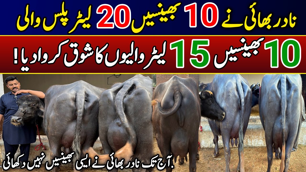 Buffalo | farmology | dairy farming in pakistan | buffalo for sale 
