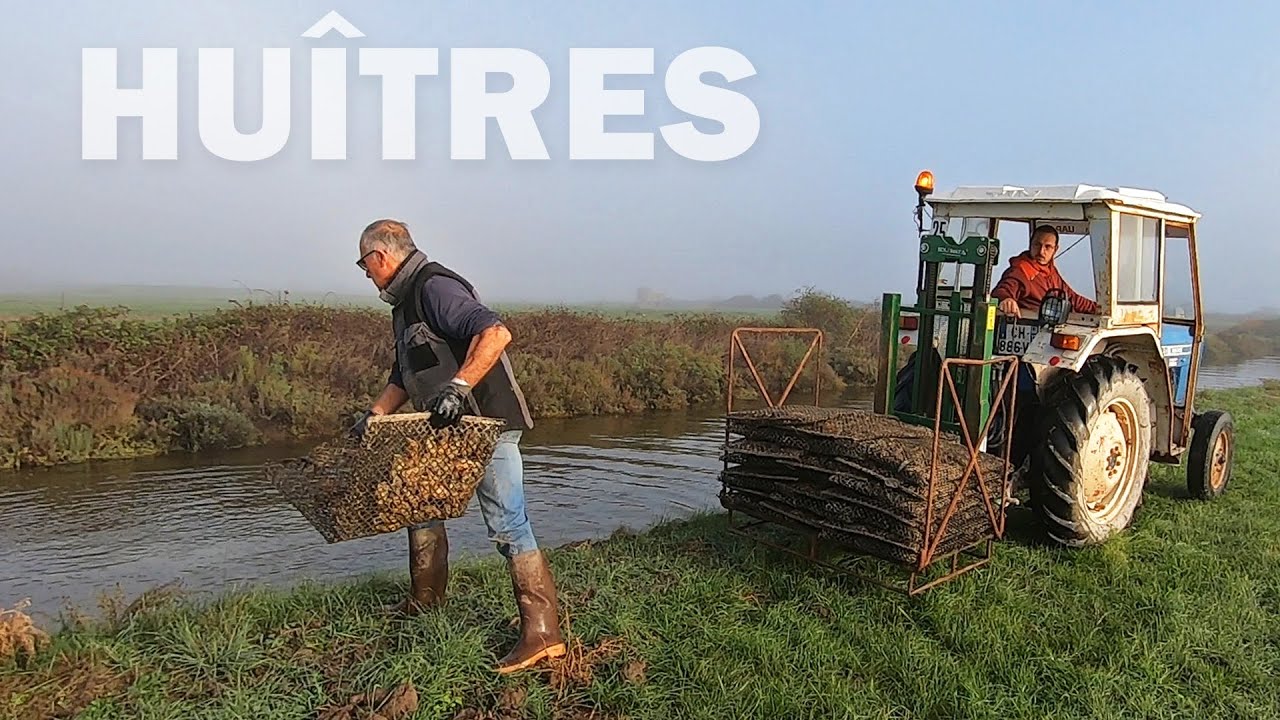 Les huîtres de l'Île d'Oléron, chez Damien et Cyril, la cabane, les claires 1/2 - 2022