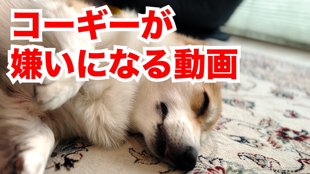 コーギーが嫌いになる動画　Video that makes you hate corgis