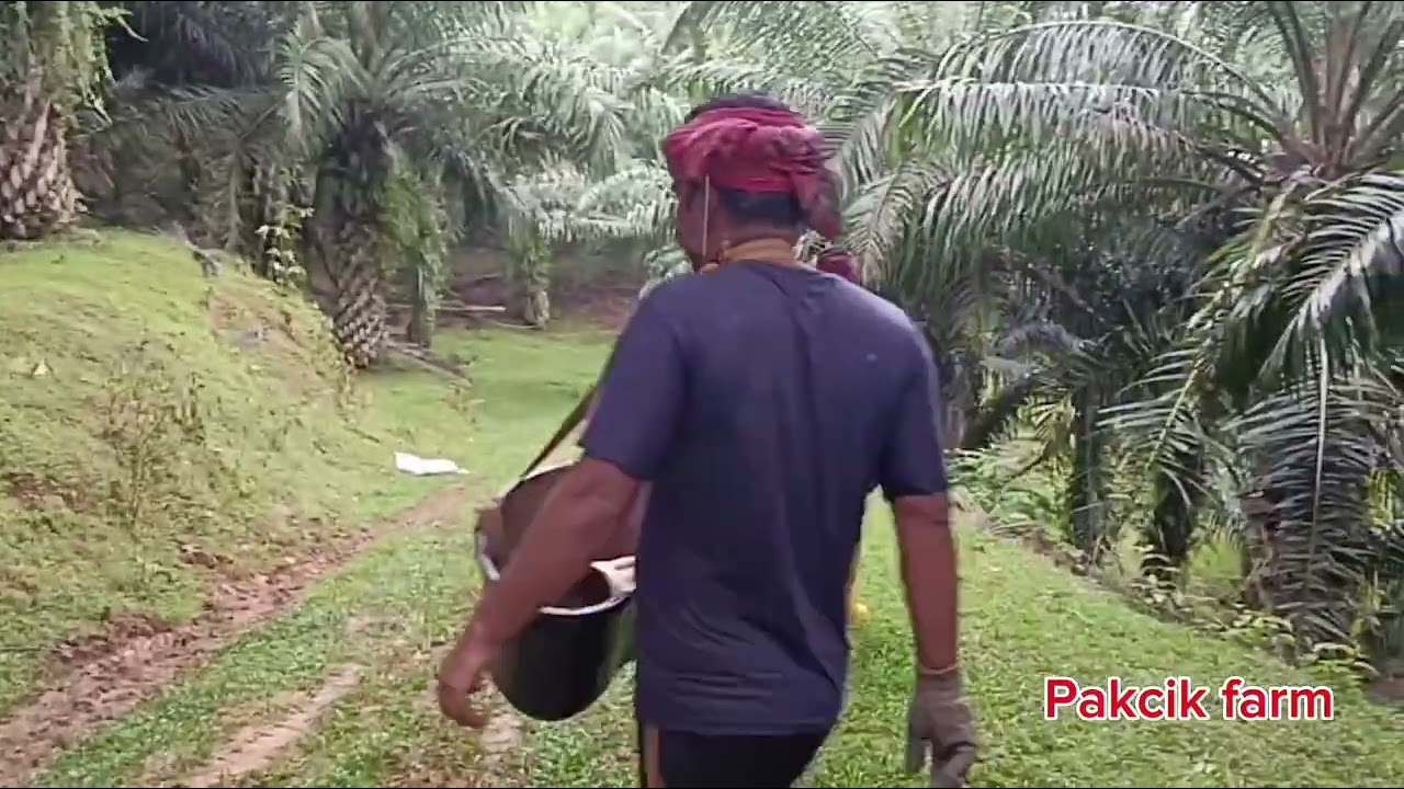 Cara-cara pupuk kelapa sawit di Malaysia
