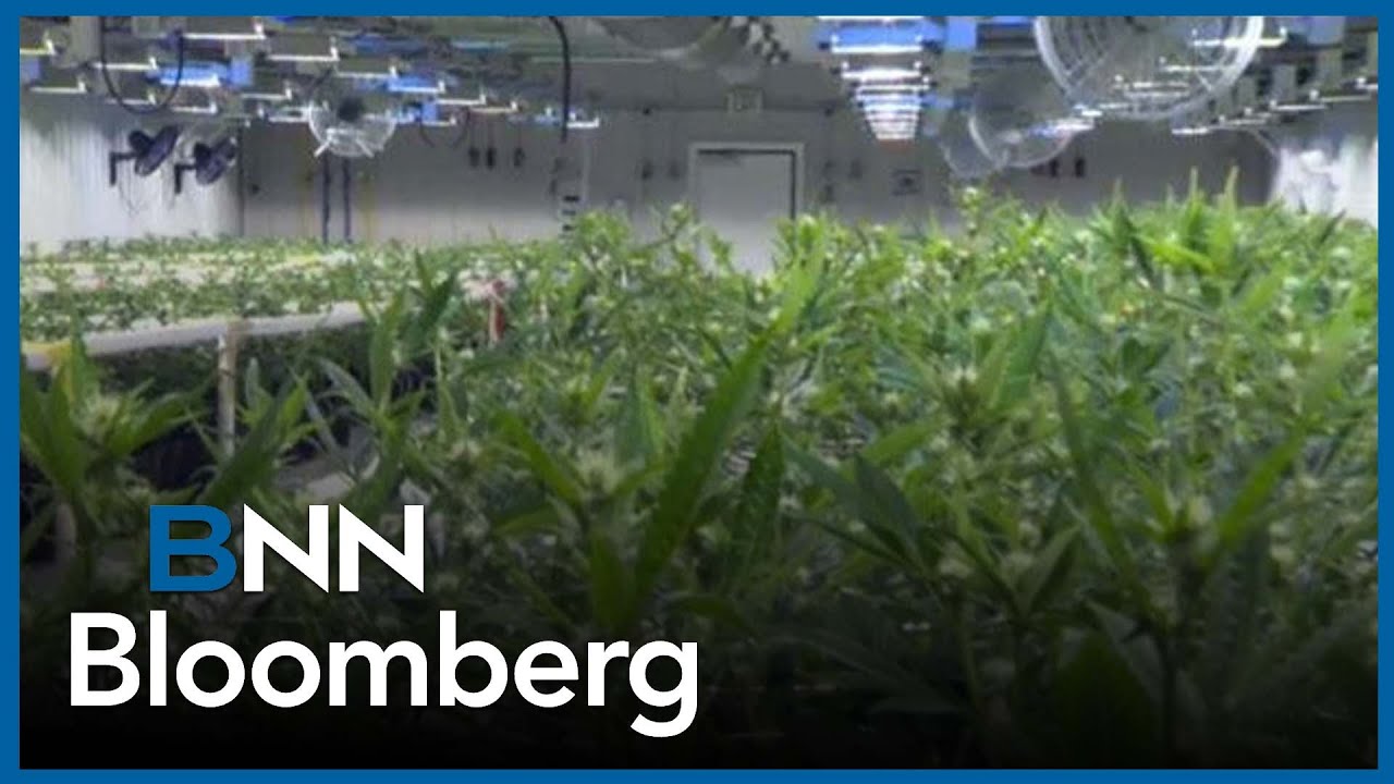 Canada's largest cannabis retailer expands