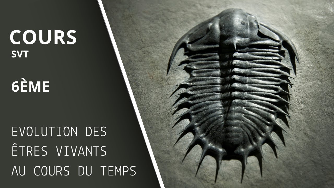ENQU&Ecirc;TE SUR LES FOSSILES #college #svt #6&egrave;me