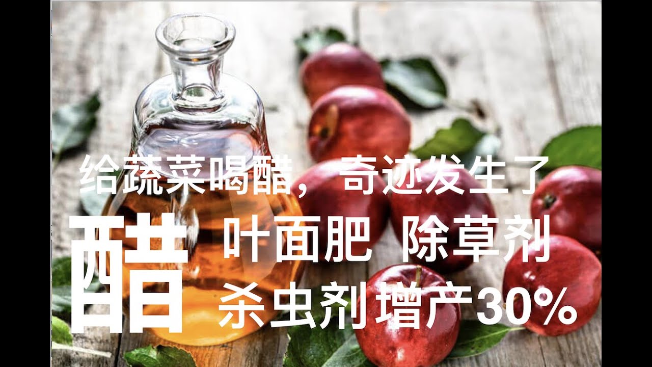 给菜园喝醋，奇迹发生了。蚂蚁没了  虫害没了  蔬菜增产30%。醋的十种妙用。