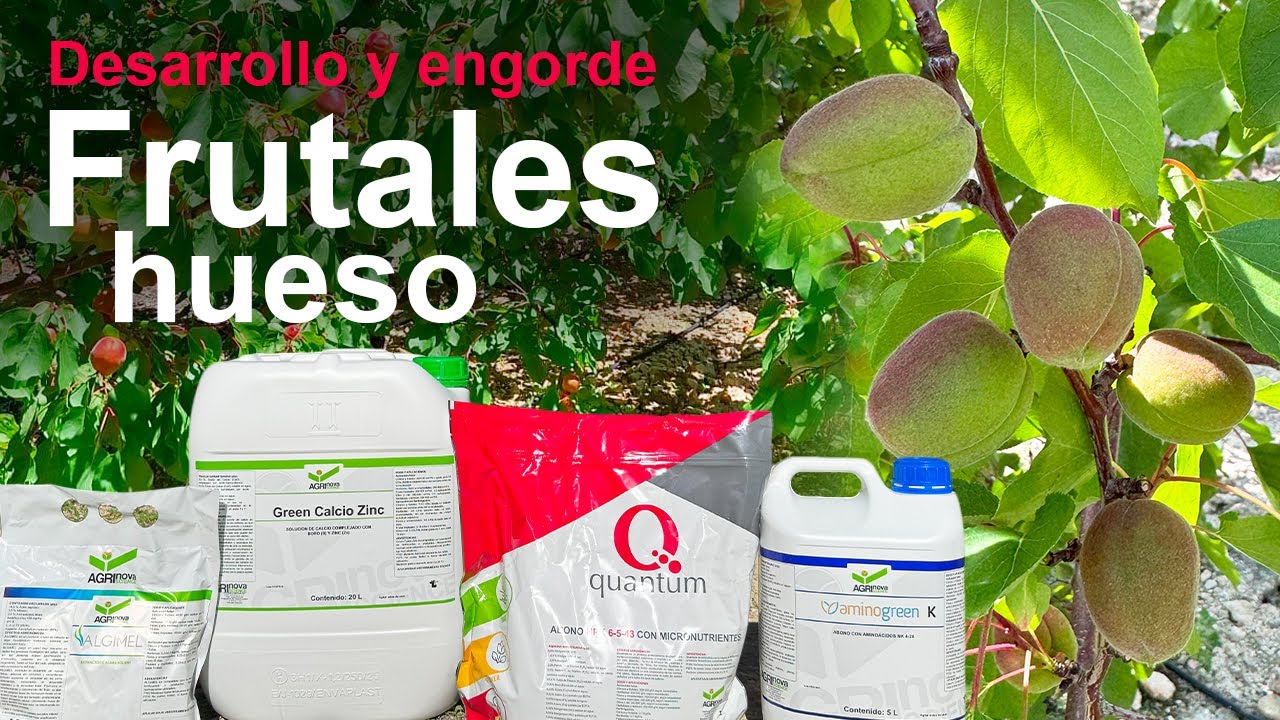 Fertilizantes para engorde en frutales de hueso | Albaricoque en Murcia